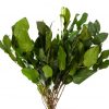 materialy galezie Salal