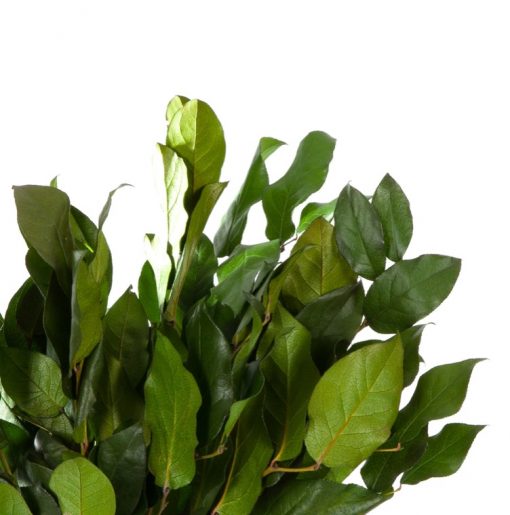 materialy galezie Salal 2