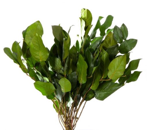materialy galezie Salal