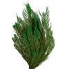 materialy galezie Thuja Orientalis