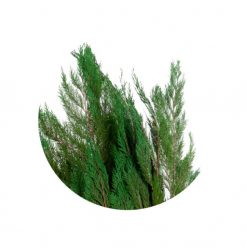 materialy galezie Thuja Orientalis 2