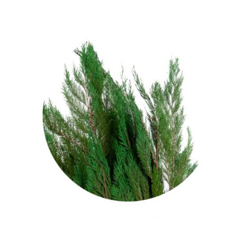 materialy galezie Thuja Orientalis 2