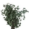 materialy galezie eukaliptus