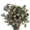 materialy galezie oak leafs