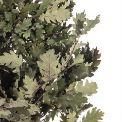 materialy galezie oak leafs 2
