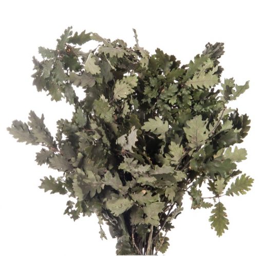 materialy galezie oak leafs