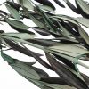 materialy galezie olive