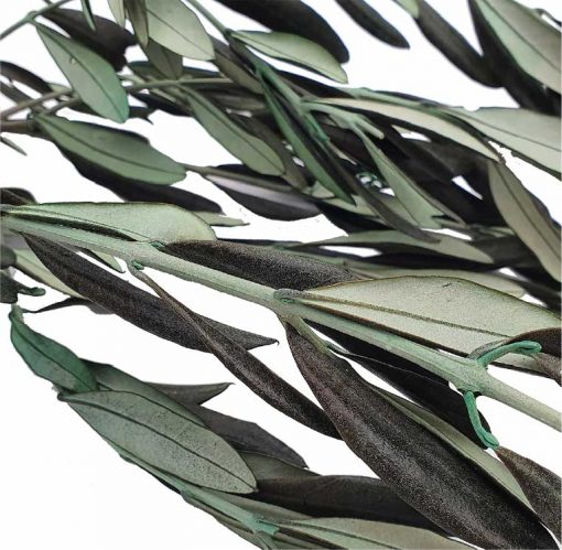 materialy galezie olive
