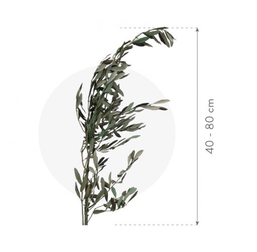 materialy galezie olive dim