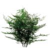materialy wypelnienia Asparragus