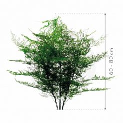 materialy wypelnienia Asparragus 3
