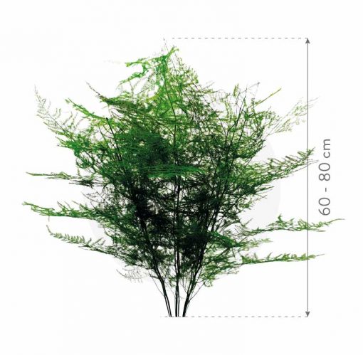 materialy wypelnienia Asparragus 3