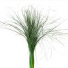 materialy wypelnienia Bear Grass