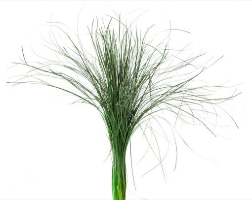 materialy wypelnienia Bear Grass