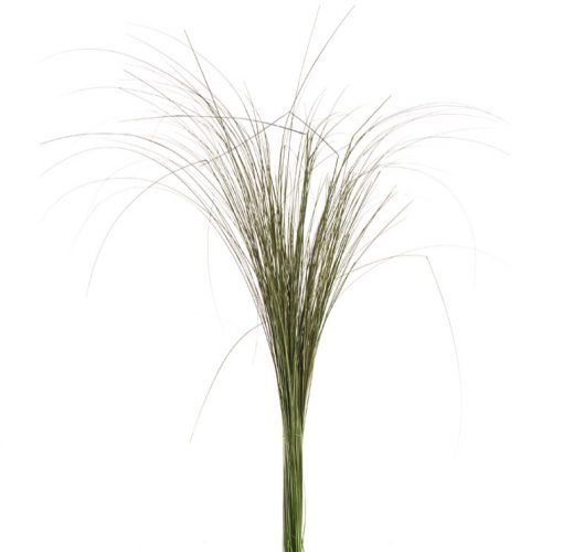 materialy wypelnienia Gynerium
