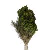 materialy wypelnienia Lanuginosa