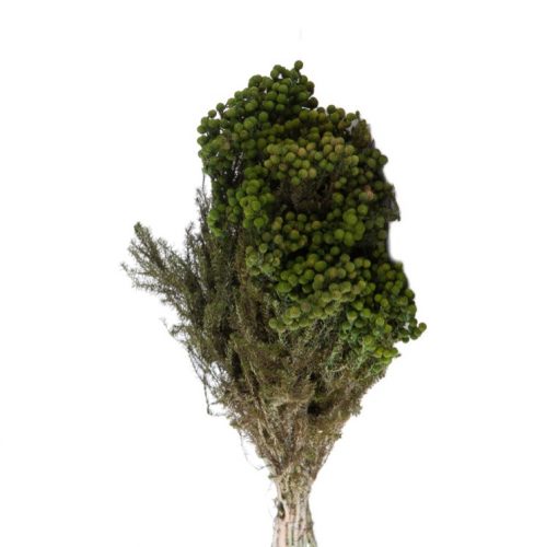 materialy wypelnienia Lanuginosa