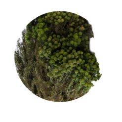materialy wypelnienia Lanuginosa3
