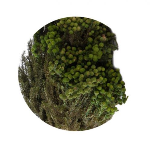 materialy wypelnienia Lanuginosa3