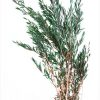 materialy wypelnienia Lepto Lungifolia
