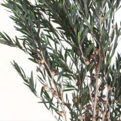 materialy wypelnienia Lepto Lungifolia2