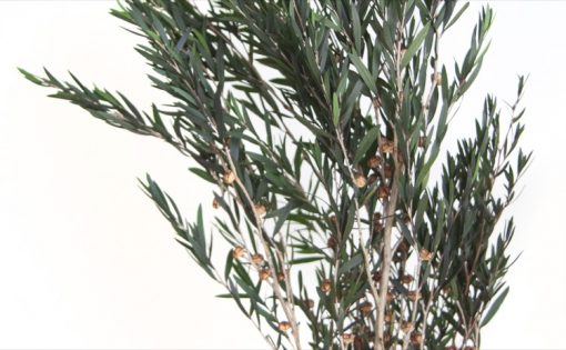 materialy wypelnienia Lepto Lungifolia2