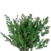 materialy wypelnienia Ming Fern