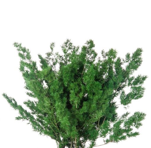 materialy wypelnienia Ming Fern