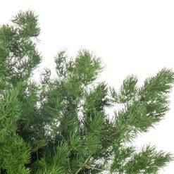 materialy wypelnienia Ming Fern2
