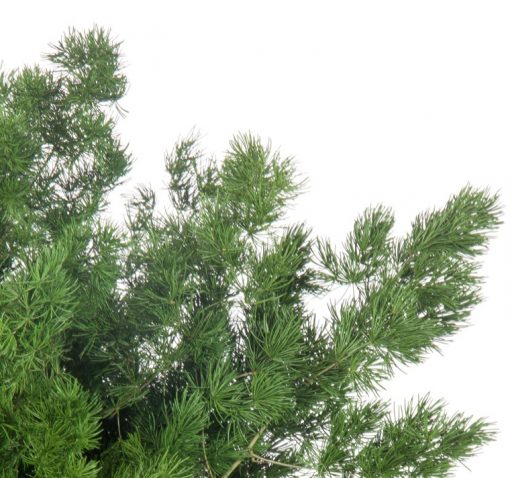 materialy wypelnienia Ming Fern2