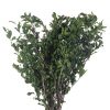 materialy wypelnienia Pittosporum