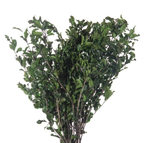 materialy wypelnienia Pittosporum