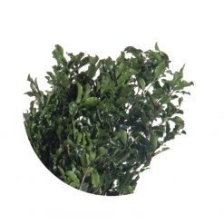 materialy wypelnienia Pittosporum2