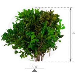 materialy wypelnienia Pittosporum3