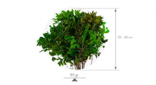 materialy wypelnienia Pittosporum3