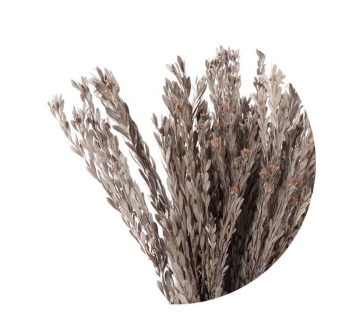 materialy wypelnienia Pubescens2