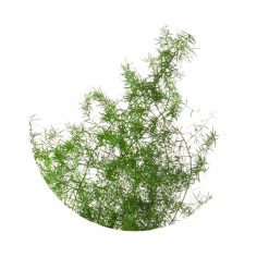materialy wypelnienia Sprengeri1