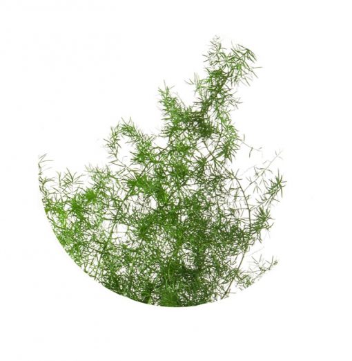 materialy wypelnienia Sprengeri1
