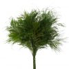 materialy wypelnienia Tiki Fern