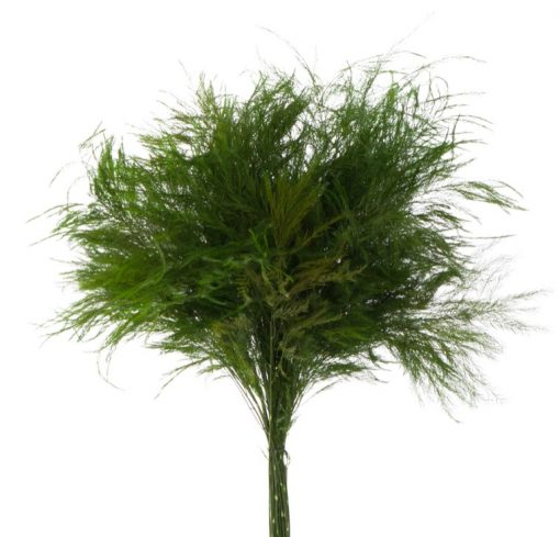 materialy wypelnienia Tiki Fern