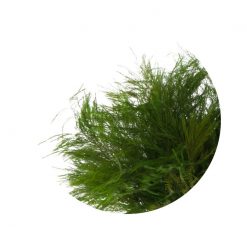 materialy wypelnienia Tiki Fern2