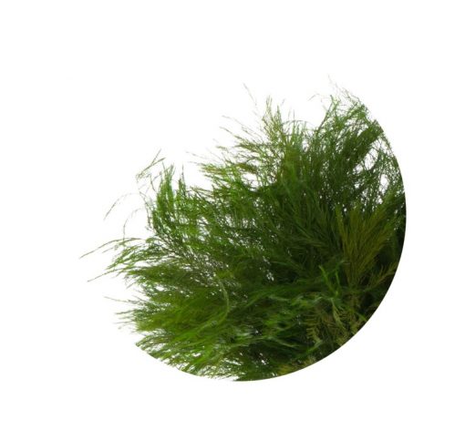 materialy wypelnienia Tiki Fern2