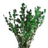 materialy zielone Boxwood