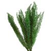 materialy zielone Foxtail Fern