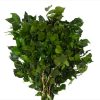 materialy zielone Hedera