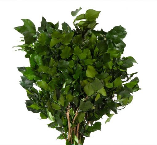 materialy zielone Hedera