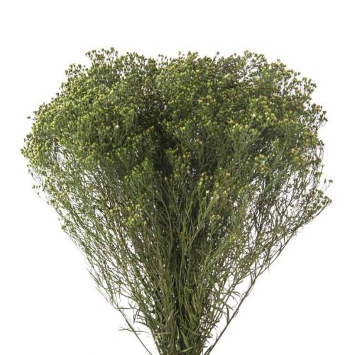 materialy zielone broom