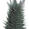 materialy zielone fern