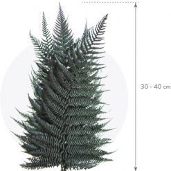 materialy zielone fern 2