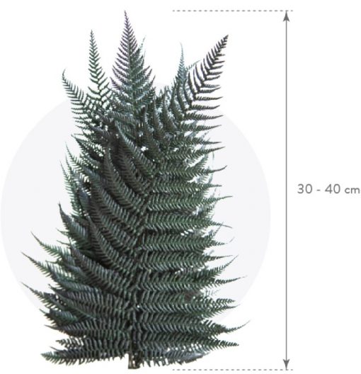 materialy zielone fern 2